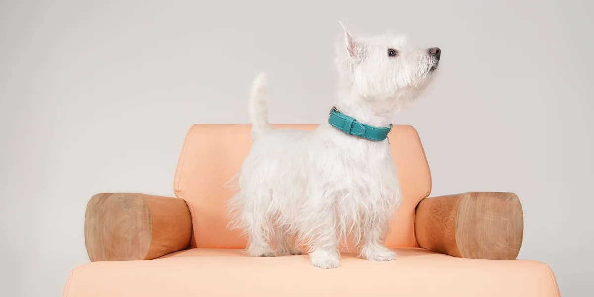 Telas pet friendly: durabilidad y estética | Proquinal